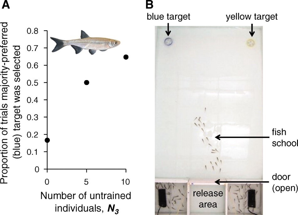 Fish Diagram from paper